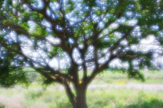 G4987□ペンタックス MF85/2.2 役だつ ソフト□ G4987□ペンタックス MF85/2.2 役だつ ソフト□
